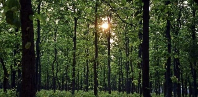 जहां था नक्सलियों का खौफ, अब वहीं रोजगार की बहार, सारंडा में लगेंगे 100 से अधिक साल यूनिट