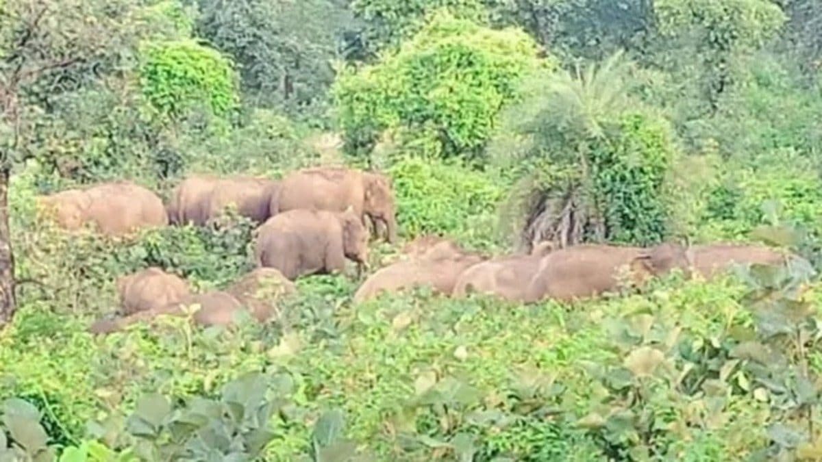 गिरिडीह में हाथियों के झुंड ने बढ़ाई ग्रामीणों की चिंता, वन विभाग ने जारी किया अलर्ट