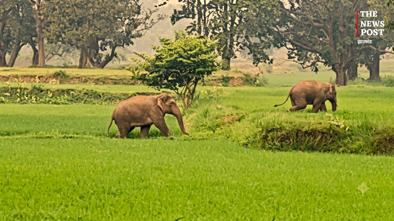 गुमला के जंगलों में पहुंचे दो हाथी, ग्रामीणों को सतर्क रहने की सलाह