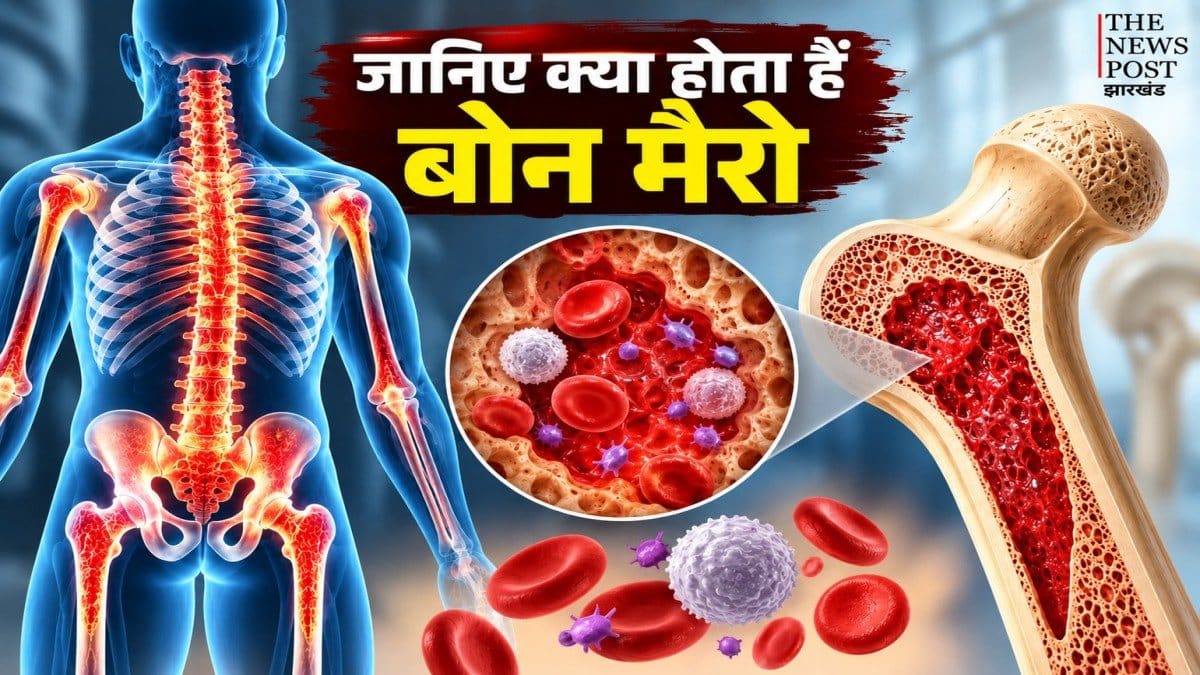 क्या होता है बोन मैरो, शरीर में क्यों है इतना जरूरी? जानें इसका काम और इसे हेल्दी रखने के आसान तरीके