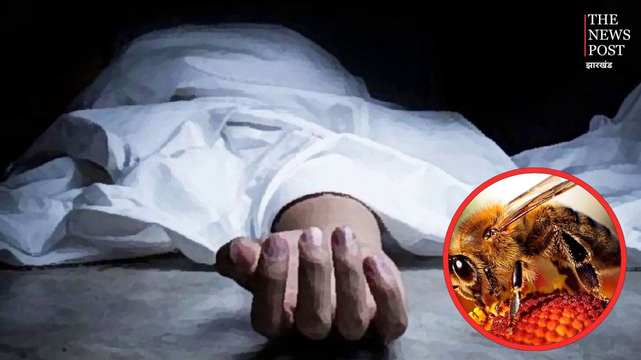 कोडरमा: लकड़ी चुनने गए वृद्ध पर भवरों ने किया हमला, इलाज के दौरान मौत