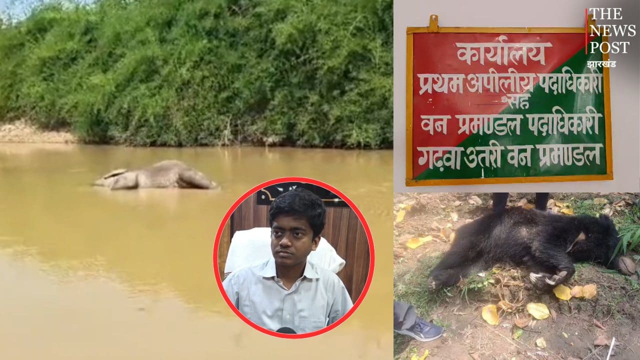 गढ़वा के जंगलों में वन्यजीवों पर संकट, हाथी-भालू के शव मिलने से बढ़ी चिंता