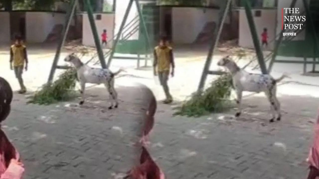 ये स्कूल है की तबेला? टीचर ने बच्चों से कटवाया बकरे का चारा, वीडियो वायरल होते ही नप गई महोदया