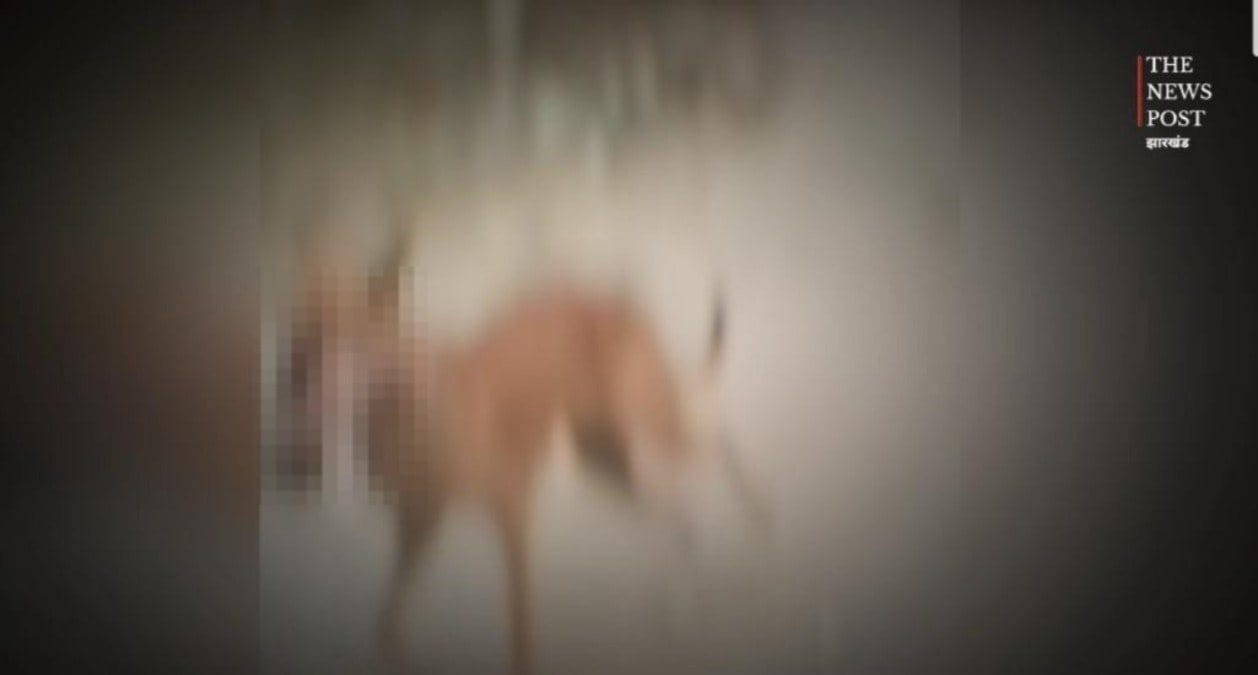 शर्मनाक! कुत्ते के मुह में इंसान का बच्चा, एक्शन में आए DC, सील हुआ अस्पताल