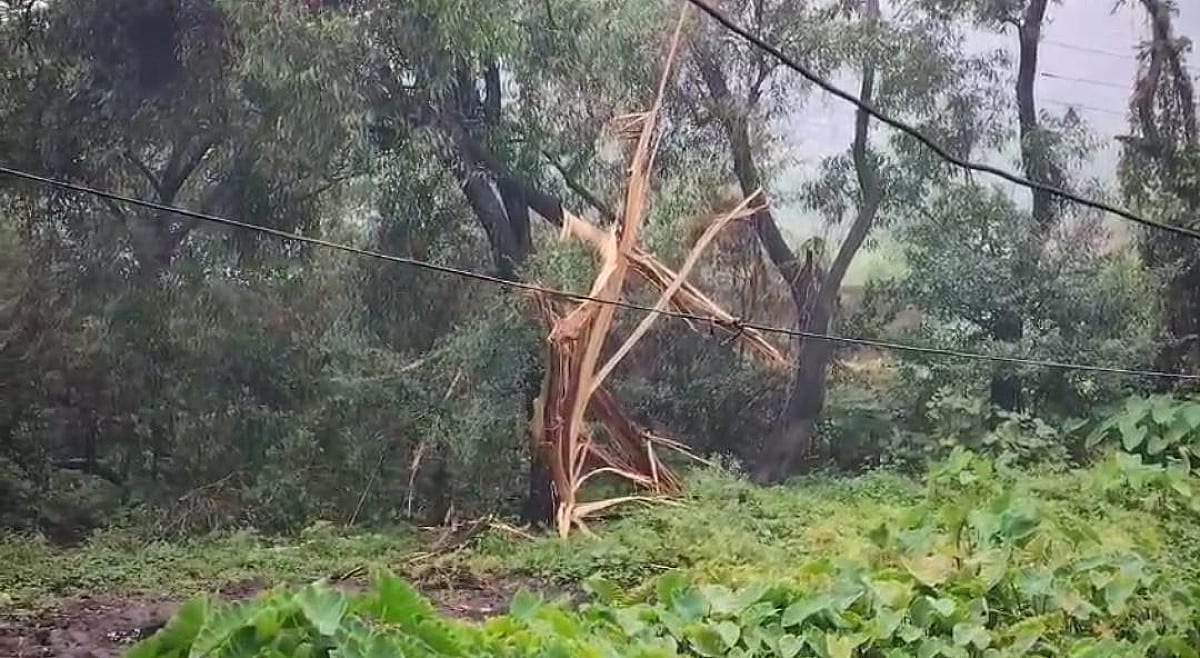 धनबाद के मोहलीडीह में आकाशीय बिजली ने मचाई तबाही, पेड़ गिरने से पावर सप्लाई ठप