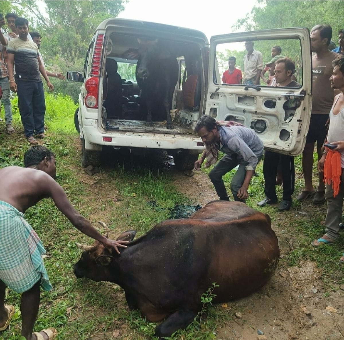 जमशेदपुर में स्कॉर्पियो से हो रही थी गोवंश तस्करी, दुर्घटनाग्रस्त होने पर खुली पोल