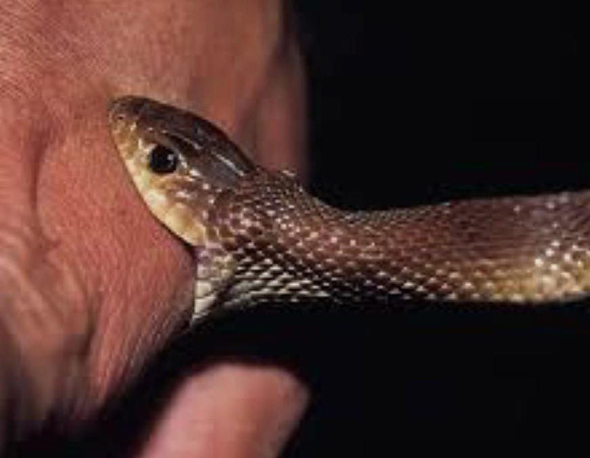 बरसात में क्यों बढ़ जाता है Snake Bite का खतरा? किसी को सांप काट ले तो सबसे पहले क्या करें