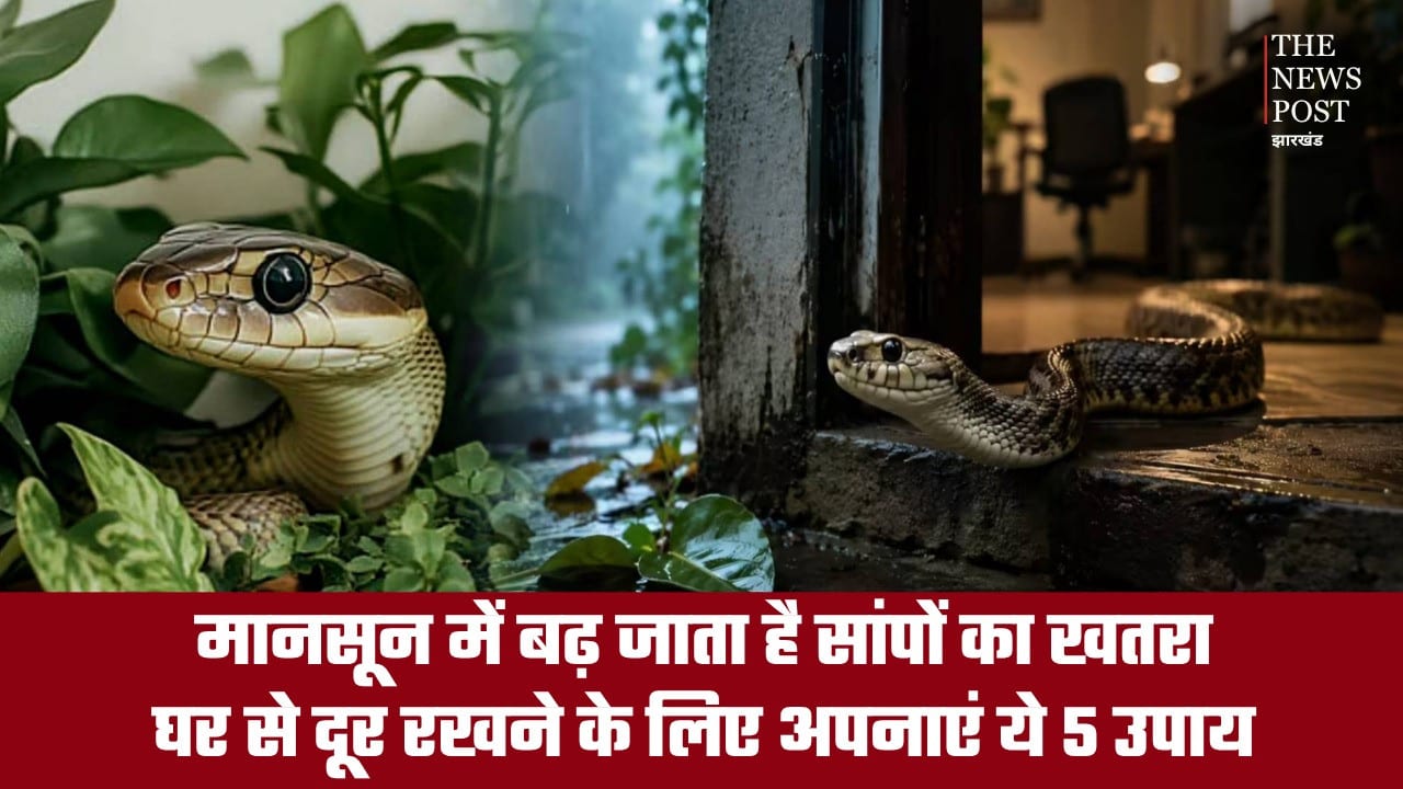 मानसून में बढ़ जाता है सांपों का खतरा, घर से दूर रखने के लिए अपनाएं ये 5 उपाय