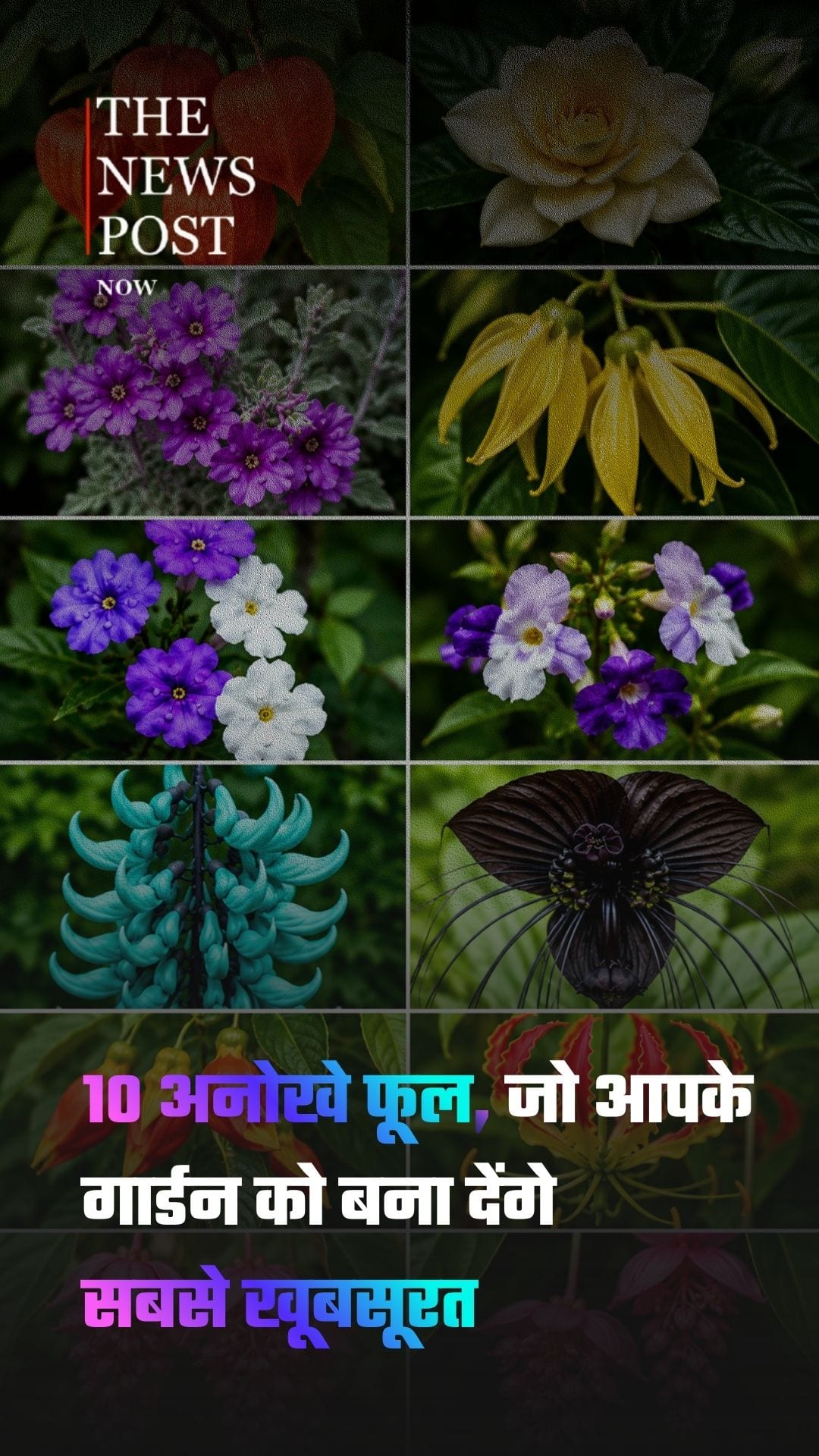 10 अनोखे फूल, जो आपके गार्डन को बना देंगे सबसे खूबसूरत....