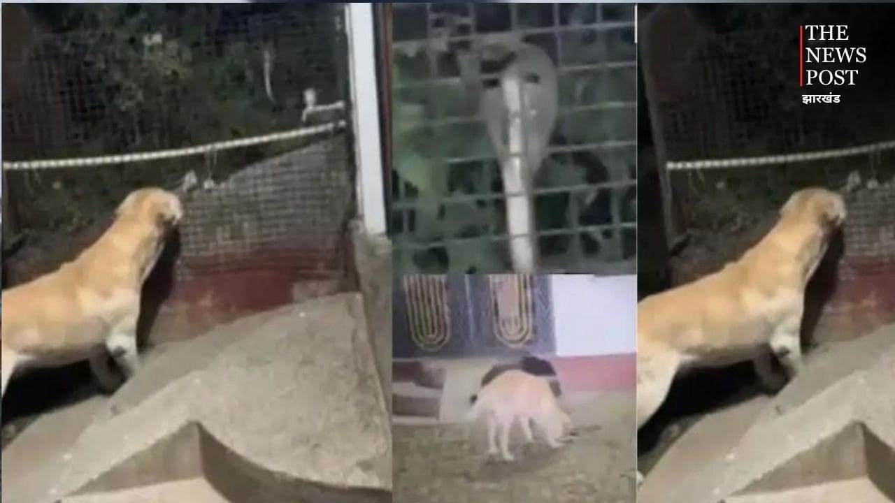 तेरी मेहरबानियां... फन फैलाये घर में घुस रहा था विशाल कोबरा, कुत्ते ने सीना तानकर रोका, फिर जो हुआ देखिये