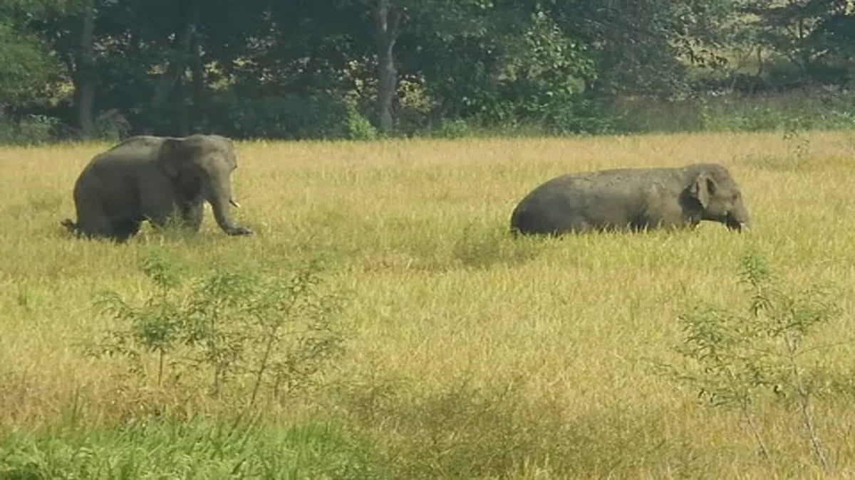 गढ़वा में बाघ और हाथियों से दहशत, चार दिन में दो लोगों की मौत, जंगली जानवरों से बढ़ा खौफ