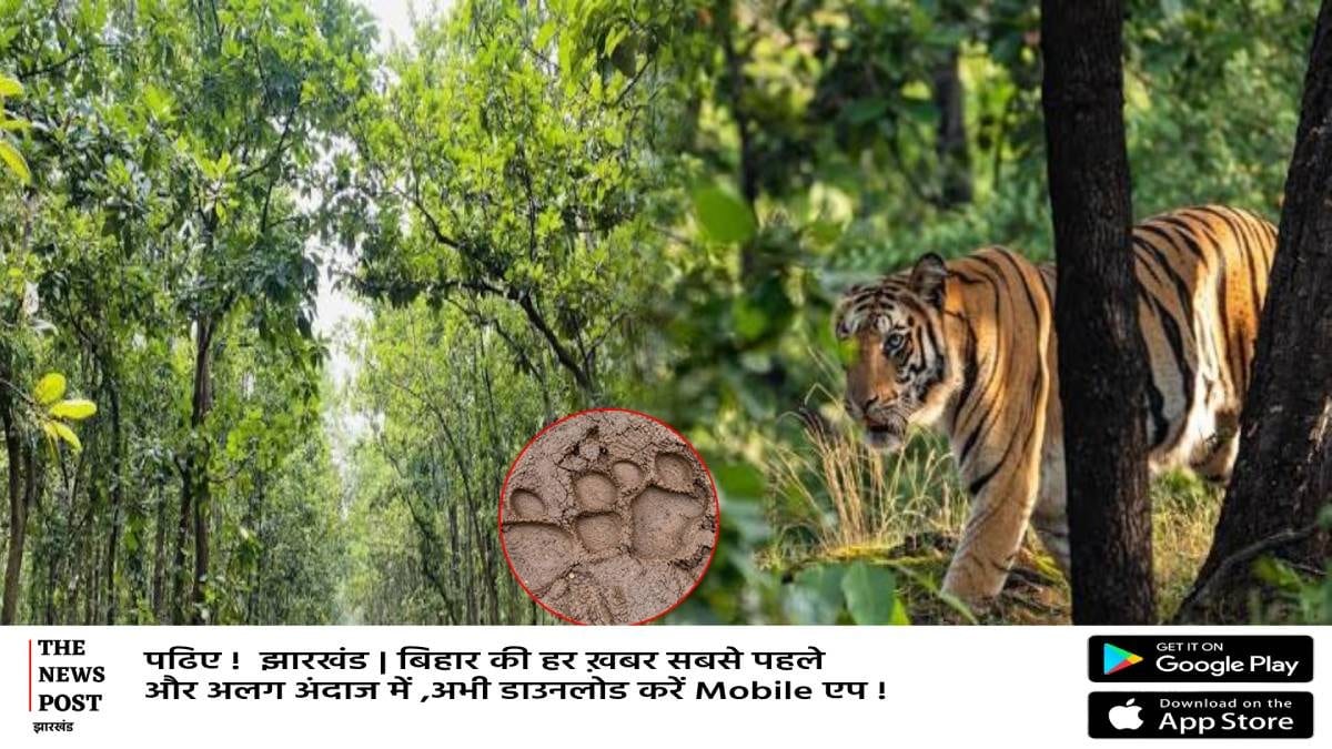 गढ़वा के जंगल में पहुंचा बाघ,ग्रामीणों में दहशत,कई मवेशी को बनाया शिकार