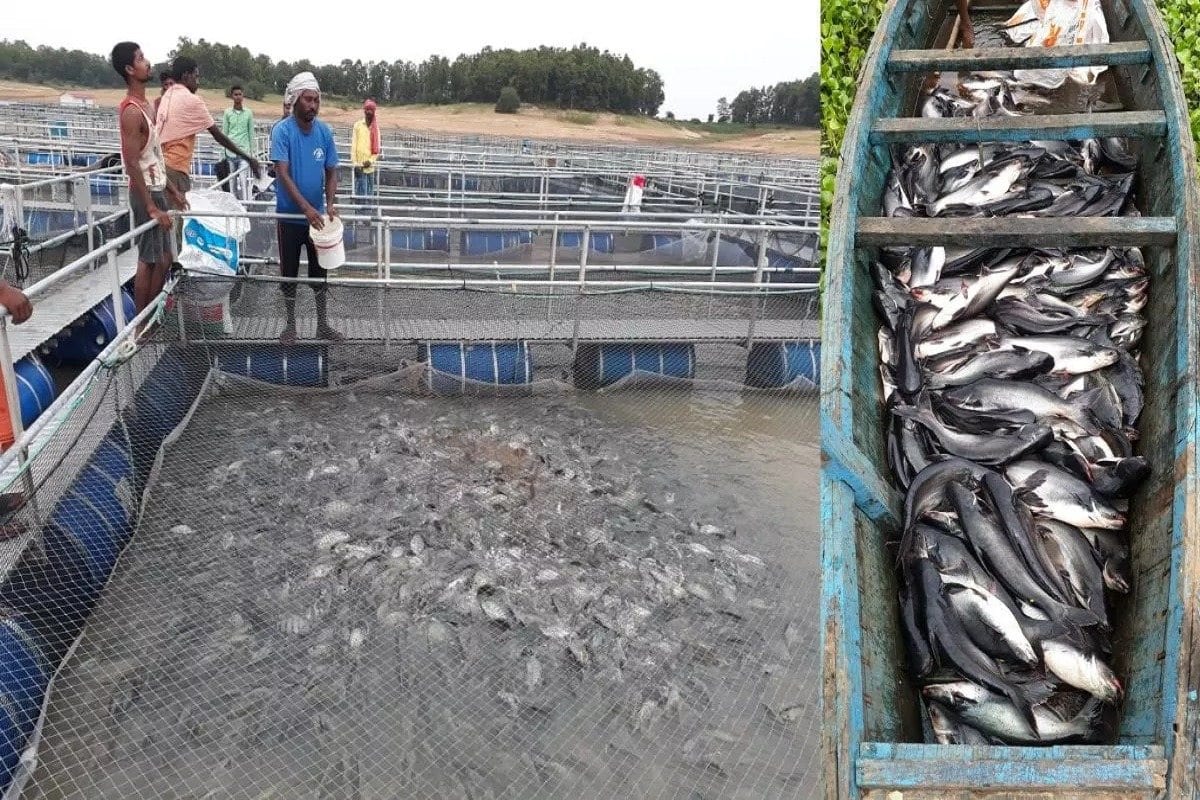 झारखंड में मत्स्य पालन को मिली नई रफ्तार, 3.63 लाख टन पहुंचा मछली उत्पादन