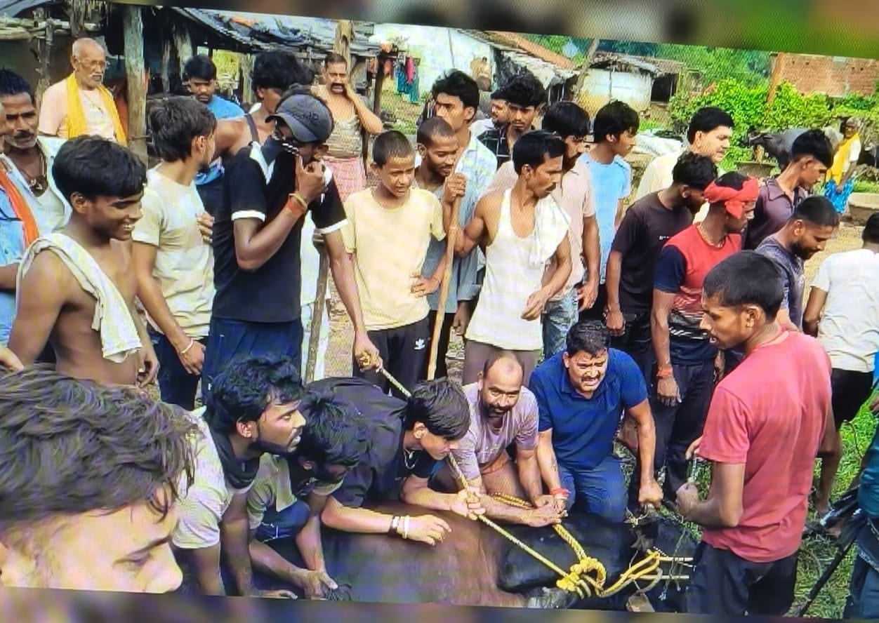 कतरास का खूंखार सांड कैसे पंहुचा पारसनाथ जंगल? पढ़िए सिस्टम पर सवाल करती इस खबर को
