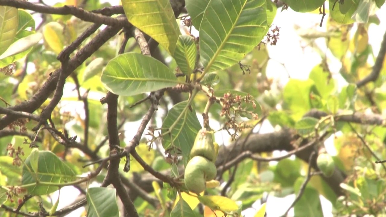 धनबाद में अंग्रेजों के ज़माने का काजू बागान ,अब सरकार और वन विभाग को चिढ़ा रहा है मुंह
