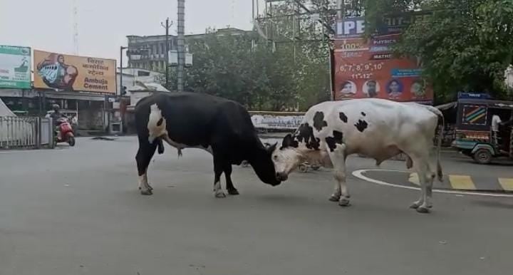 आवारा पशुओं का आखाडा बन गया है  चौक-चौराहा, परेशान हैं धनबाद निवासी