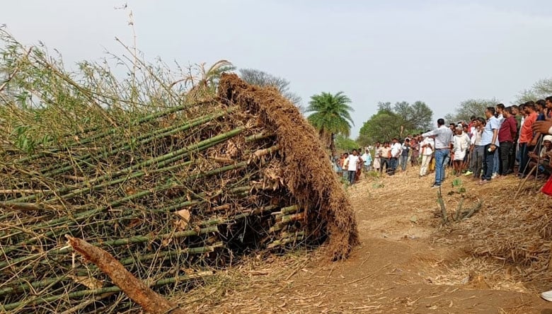 जान बचाने के लिए जिस बांस पेड़ के नीचे छुपे तीन बच्चे,  फिर कैसे आया दर्दनाक मौत , पढ़िए खबर में