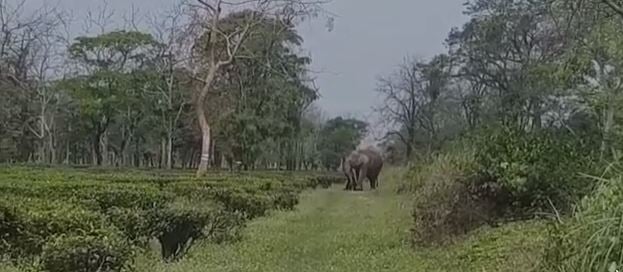 VIRAL VIDEO: मृत बच्चे को लेकर पागलों की तरह घूमती रही हथिनी , वीडियो देखकर पसीज जाएगा दिल