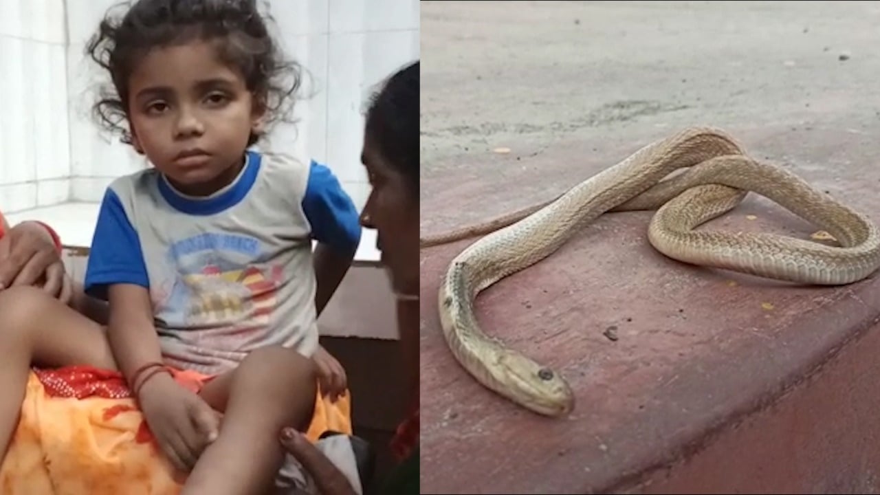 चार साल के बच्चे को डसने के बाद मर गया कोबरा, जानिए बच्चे के साथ क्या हुआ