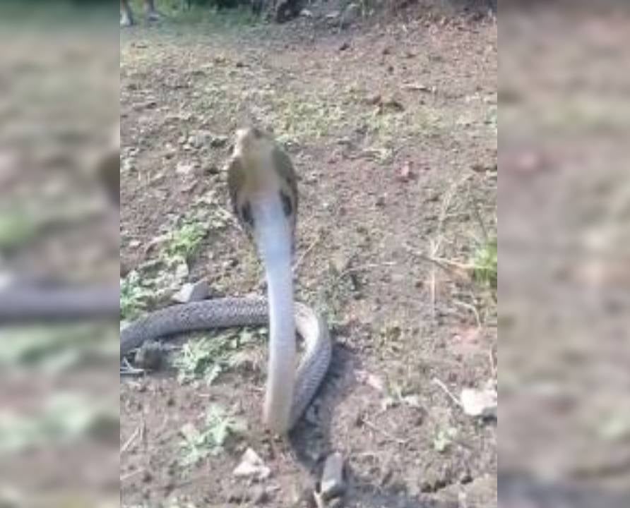 Snake zone क्यों बनता जा रहा है सिमडेगा, सर्पदंश से लगातार जा रही है जान