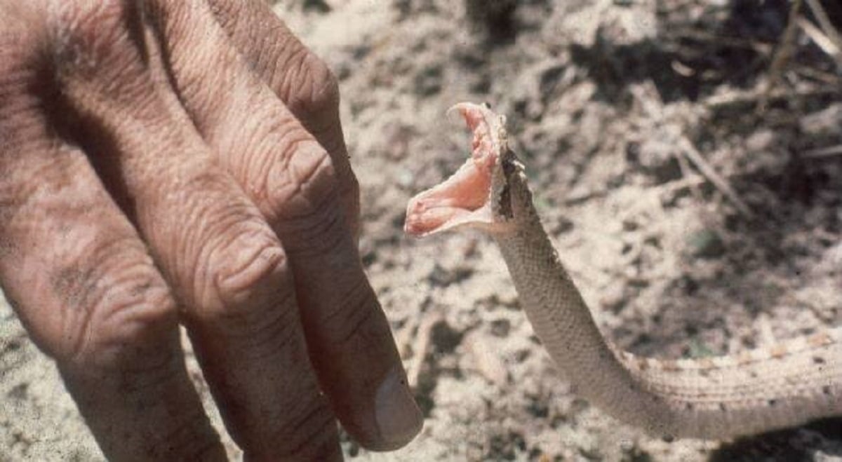 सर्पदंश की शिकार किशोरी की झाडफुंक के चक्कर में इलाज में हुई देरी, अस्पताल में मौत