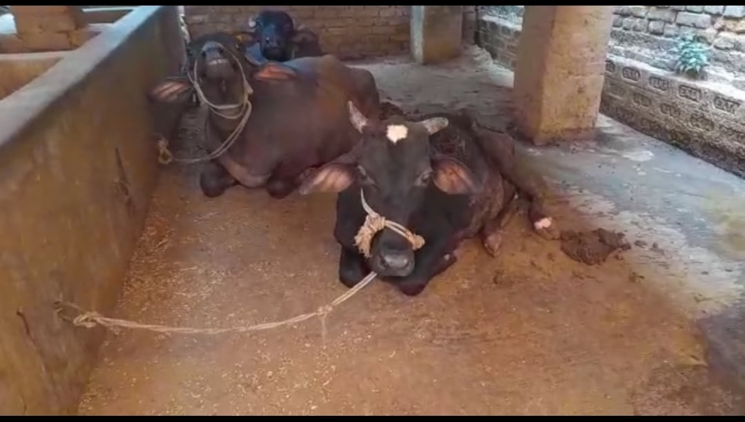 भूमि विवाद में पड़ोसी ने दीवार खड़ी कर रोका रास्ता, 20 दिनों से बंधक है 7 मवेशी