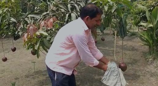 अब डायबिटीज मरीज भी स्वाद ले सकेंगे रसीले आम का,  कहां तैयार हो रहा शुगर फ्री आम, पढ़िए ये खास रिपोर्ट