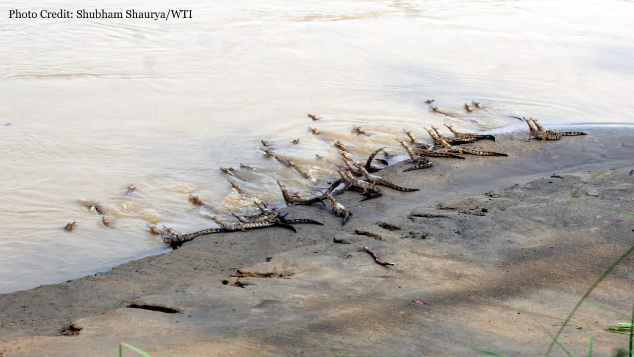गंडक नदी में छोड़े गए सैकड़ों घड़ियाल, संख्या 500 के पार पहुंची