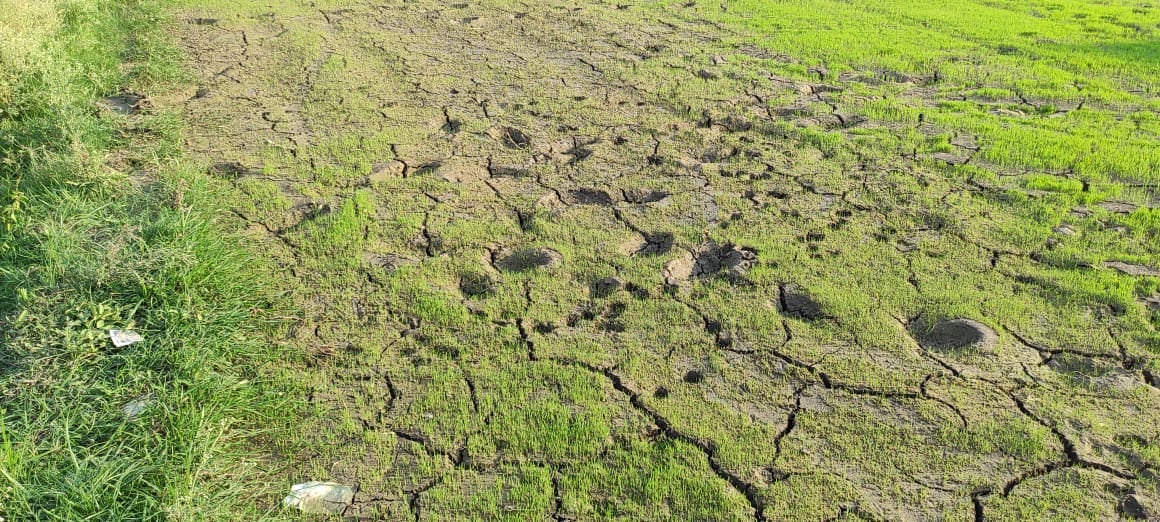 मौसम की बेरूखी से किसान मायूस, बारिश नहीं होने से रोपाई का काम रूका