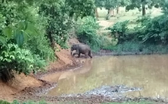 बालूमाथ के जंगलों में पिछले दो सप्ताह से बदहाल घूम रहा ये ज़ख्मी हाथी, जानिये वन विभाग ने क्या किया