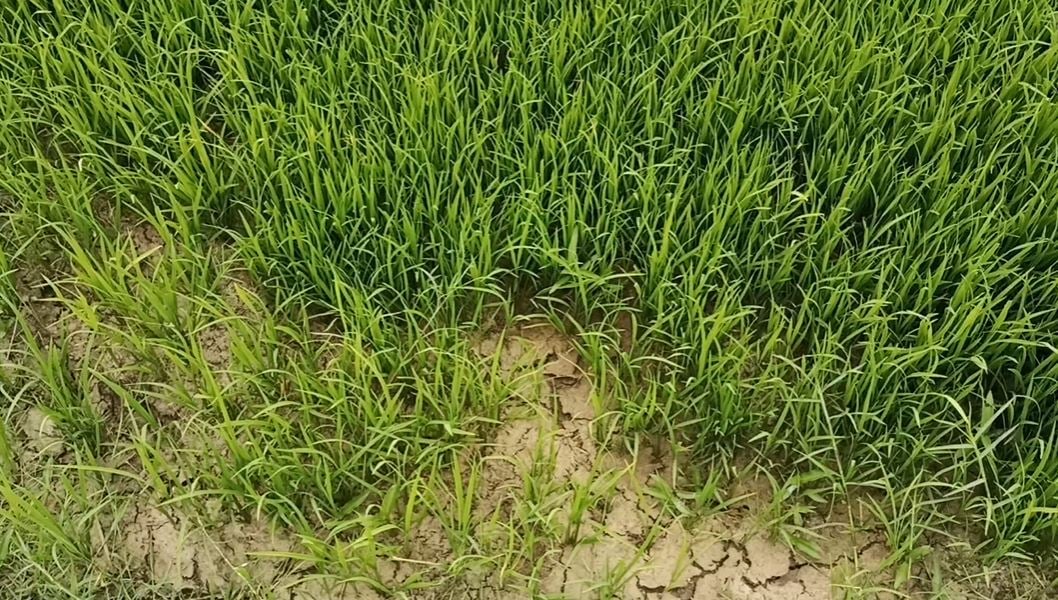 AURANGABAD: मौसम की बेरुखी से किसान परेशान,  धान के बिचड़े में आ रही दरारें