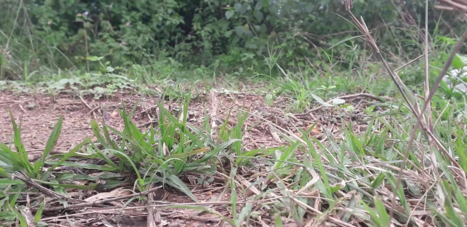 राज्य के कई जिले अकाल की चपेट में, 90 फीसदी खेतों में नहीं रोपे गए बीज