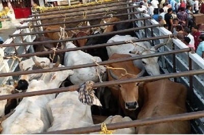 पशु तस्करों का फिर दुःसाहस, पुलिस कर्मियों को रौंदने की कोशिश, एक घायल, दो वाहन जब्त