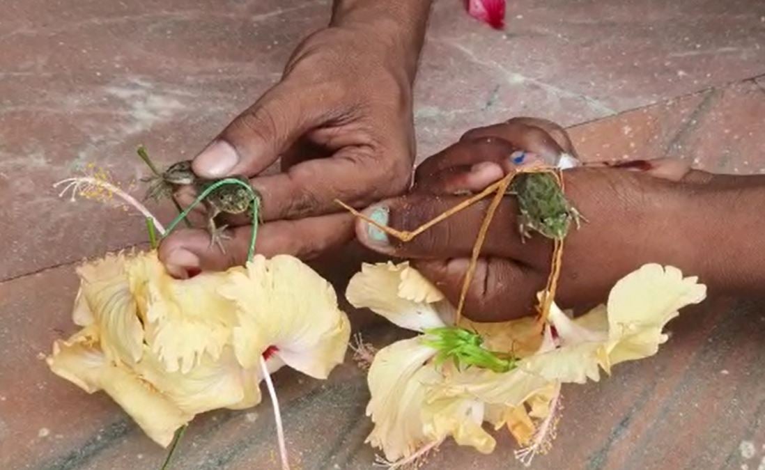 दूल्हा बना मेढक, दुल्हन बनी मेढकी, वर्षा के लिए कराई गयी अनोखी शादी