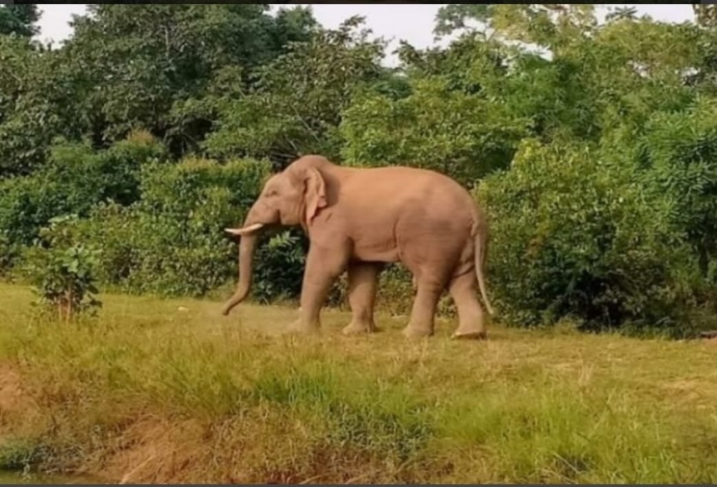 सारंडा के जंगल से गांव पहुंचा हाथी, ग्रामीणों में डर का माहौल