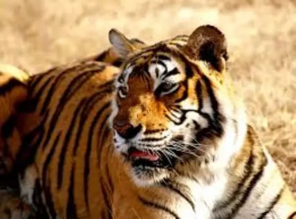 पिछले आठ साल में देश में बाघों की संख्या दोगुनी, विश्व के 75 प्रतिशत बाघ भारत में