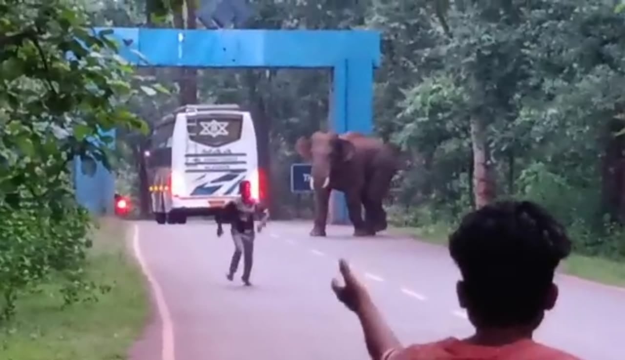 हाथियों से ग्रामीण भयभीत, वन विभाग हाथी दांत के तस्करों से चिंतित- जानिये सारंडा इलाके की जंगल-कथा