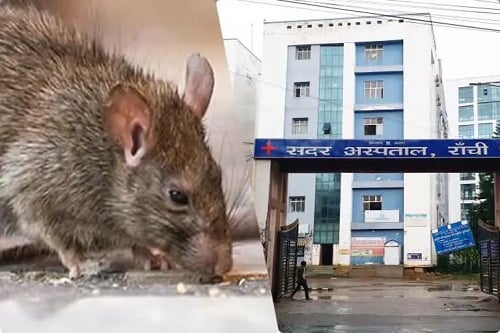 सदर अस्पताल में चूहों का आतंक, महंगी मशीनों से लेकर दवाईयां कर देता है बर्बाद