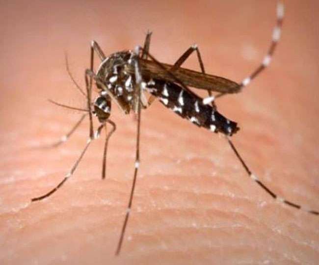 DHANBAD: लीजिए अब आ गया डेंगू का खतरा,आप भी हो जाइए सावधान
