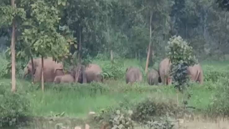 धनबाद टुंडी में हाथियों ने मचा रखा है उत्पात , जानिये झारखंड में इससे नुकसान के आंकड़े