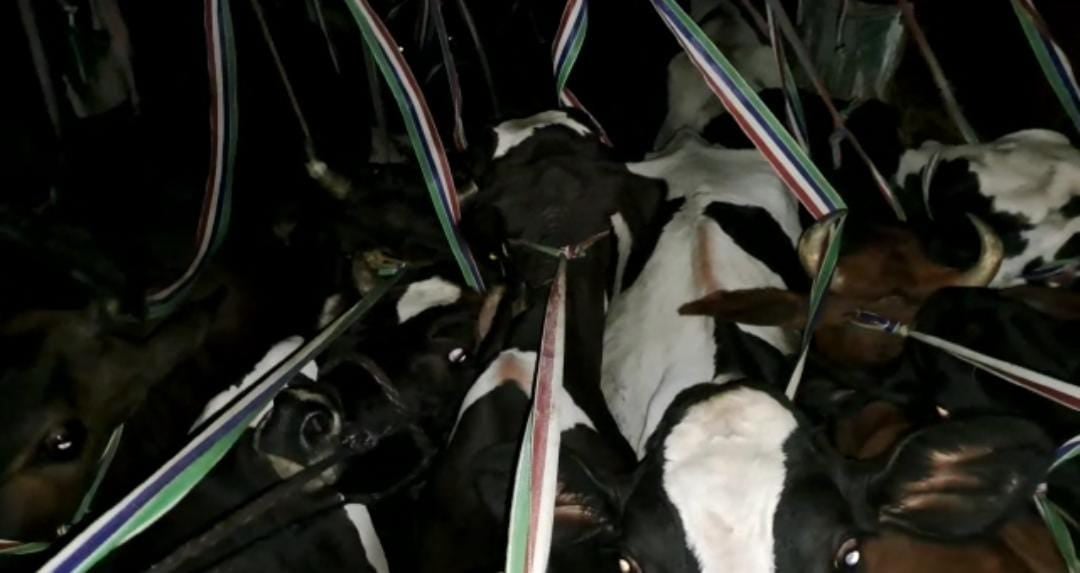 डाक पार्सल लिखे कंटेनर में ठूंस-ठूंस कर रखी गई थी गाय, गौ रक्षा दल ने पकड़ा, फिर क्या हुआ आप भी जानिए