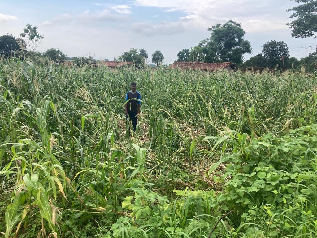 टुंडी में गजराज मस्त और वन विभाग पस्त, मकई की फसल को भी नहीं होने दे रहे हाथी