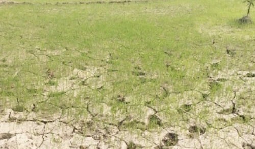 सूखा को लेकर सरकार जल्द करेगी घोषणा, जानिये कितने प्रखंड की है तैयारी