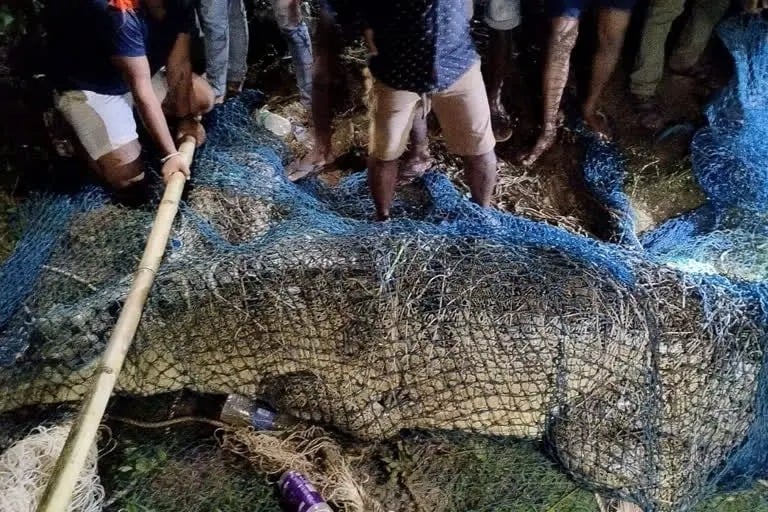 दस दिनों के रेस्क्यू के बाद पकड़ा गया डेढ़ क्विंटल का मगरमच्छ, लोगों ने ली राहत की सांस