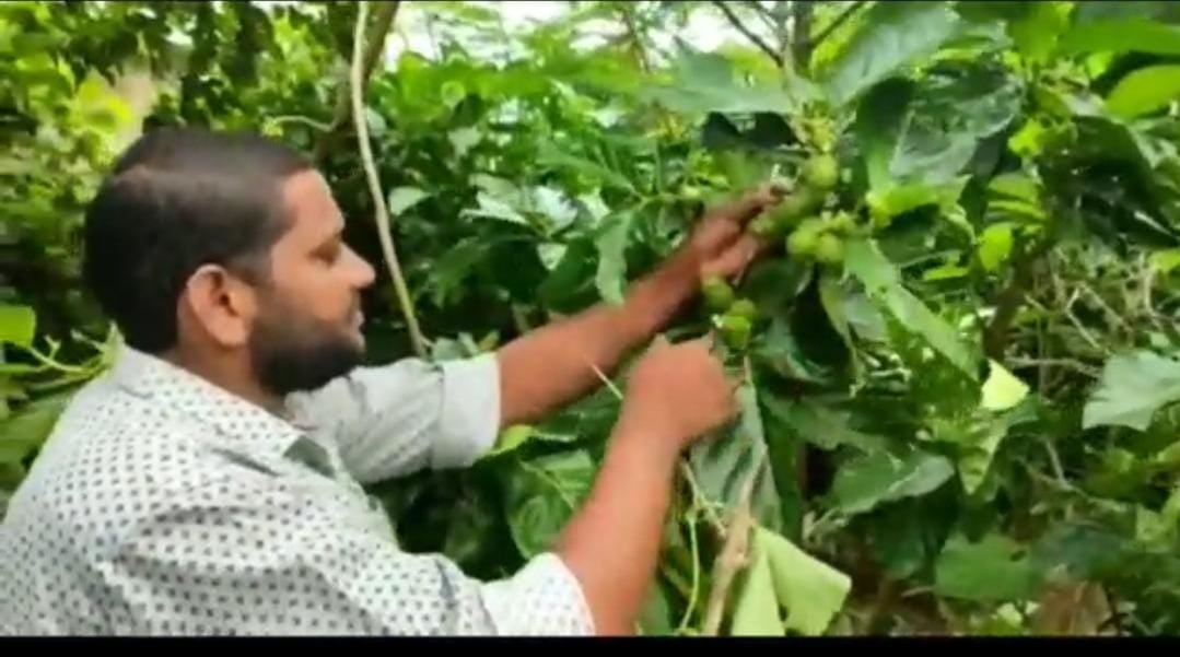 बोकारो का एक इंजीनियर कर रहा है दुर्लभ मेडिसिनल प्लांट की खेती,देखकर एग्रीकल्चर के कई महारथी सोचने पर मजबूर