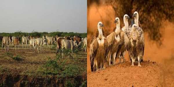 जोड़बीड़ में मृत गोवंशों का लगा अंबार, लाशों की संख्या इतनी ज्यादा कि गिद्ध भी पड़ रहे कम