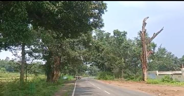 यहां सड़कों पर यमराज की तरह खड़े हैं पेड़, स्थानीय कर रहे काटने की गुहार