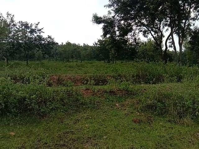 जंगल मे पेड़ से लटका मिला 27 वर्षीय युवक का शव, जानिये क्या है मामला