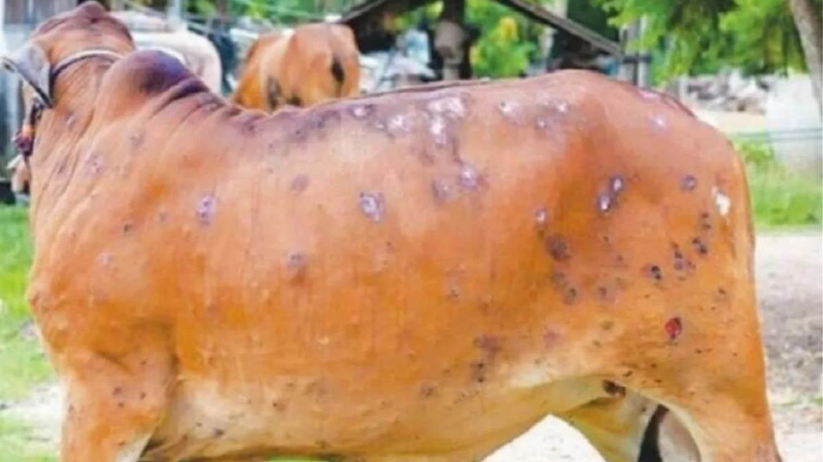 कहीं आपके पशु लंपी वायरस की चपेट में तो नहीं,  इस टोल फ्री नंबर पर कर सकते हैं कॉल
