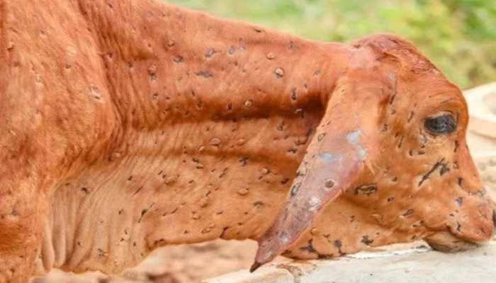 लंपी से बचाने के लिए लक्षण का जानना जरूरी, जानिये पशुपालन पदाधिकारी क्या कहते हैं